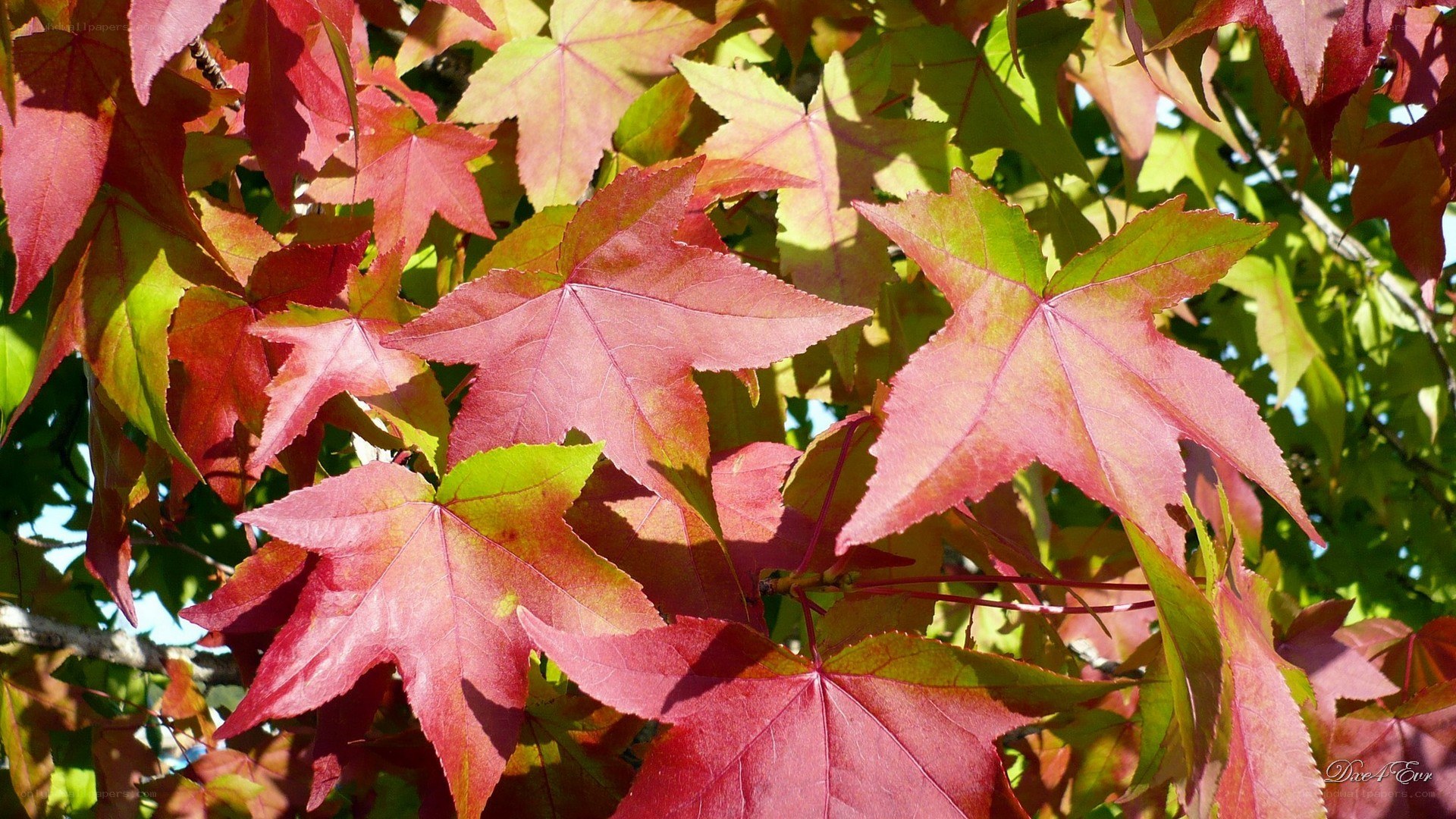 Autumn leaves on a tree