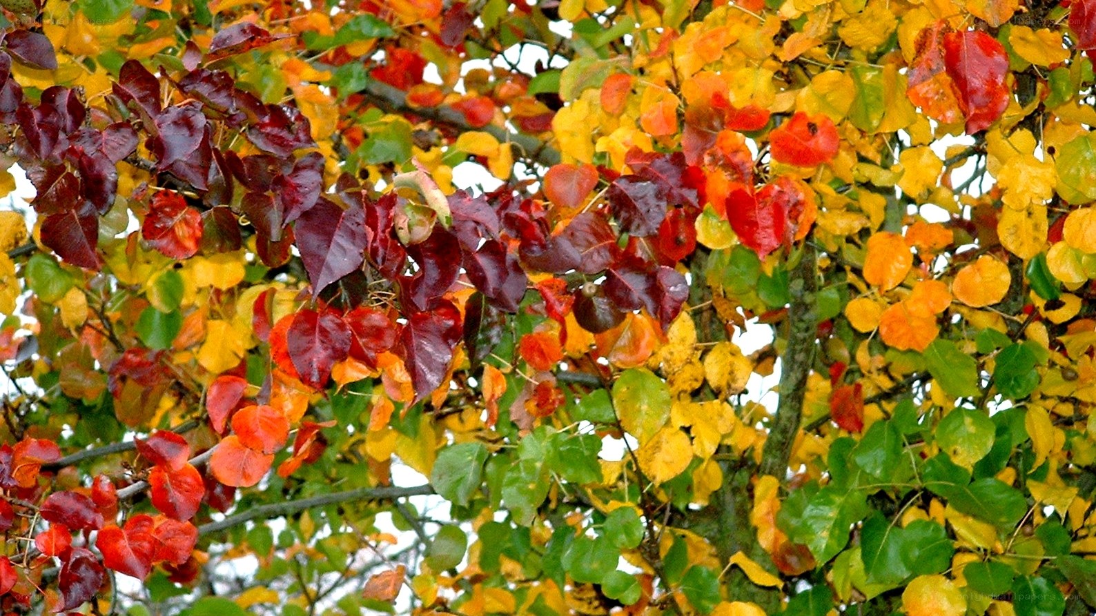 Autumn leaves on a tree
