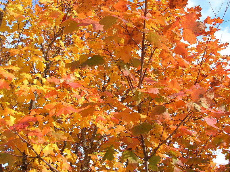 Autumn leaves on a tree