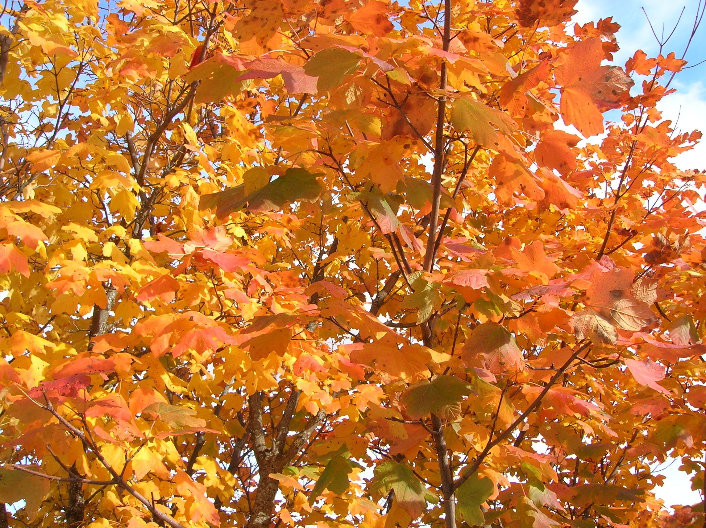 Autumn leaves on a tree