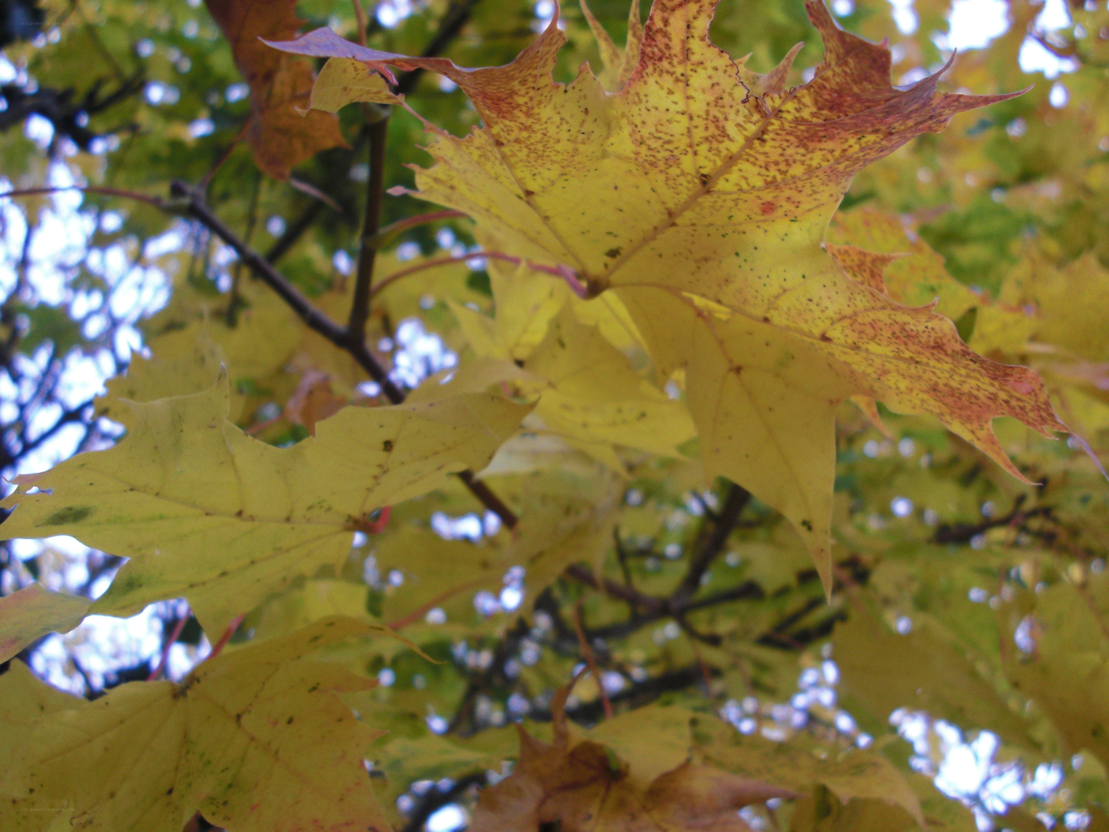autumn leaves on a tree