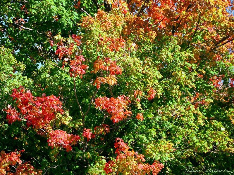 Autumn leaves on a tree