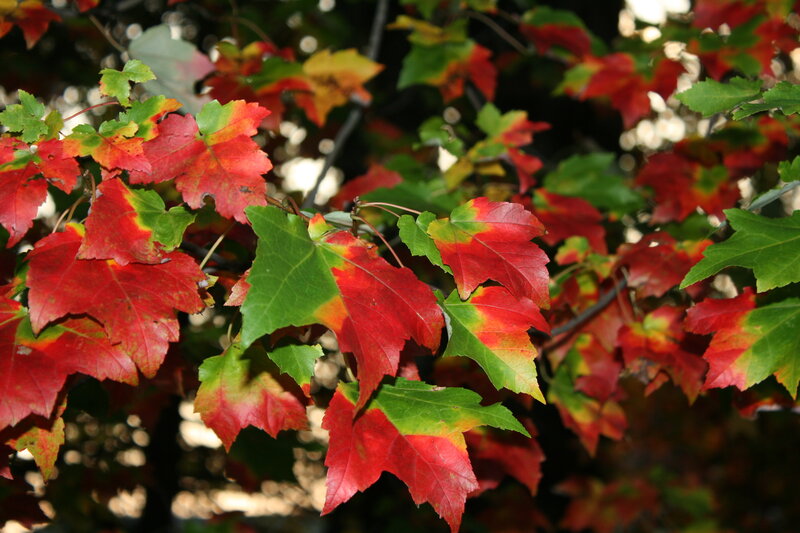 Autumn leaves on a tree