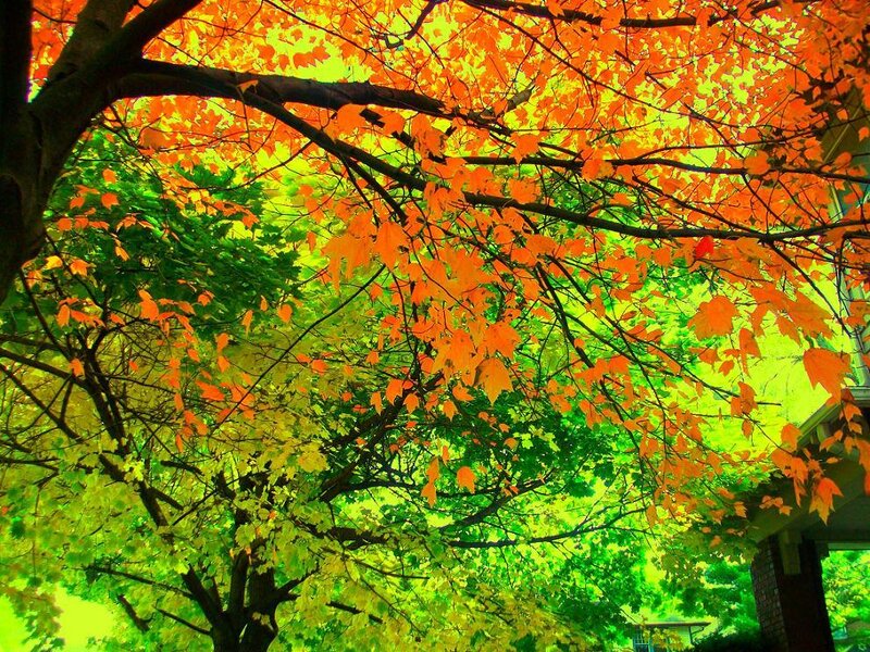 Autumn leaves on a tree