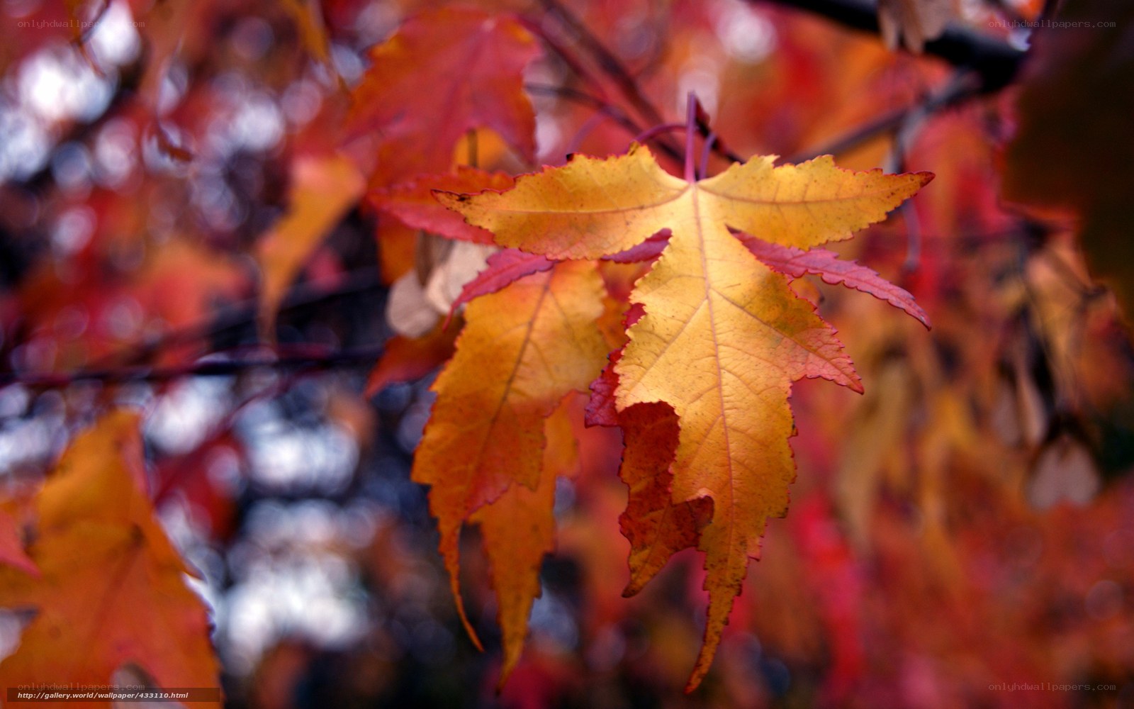 Autumn leaves on a tree