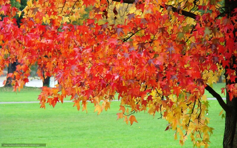Autumn leaves on a tree