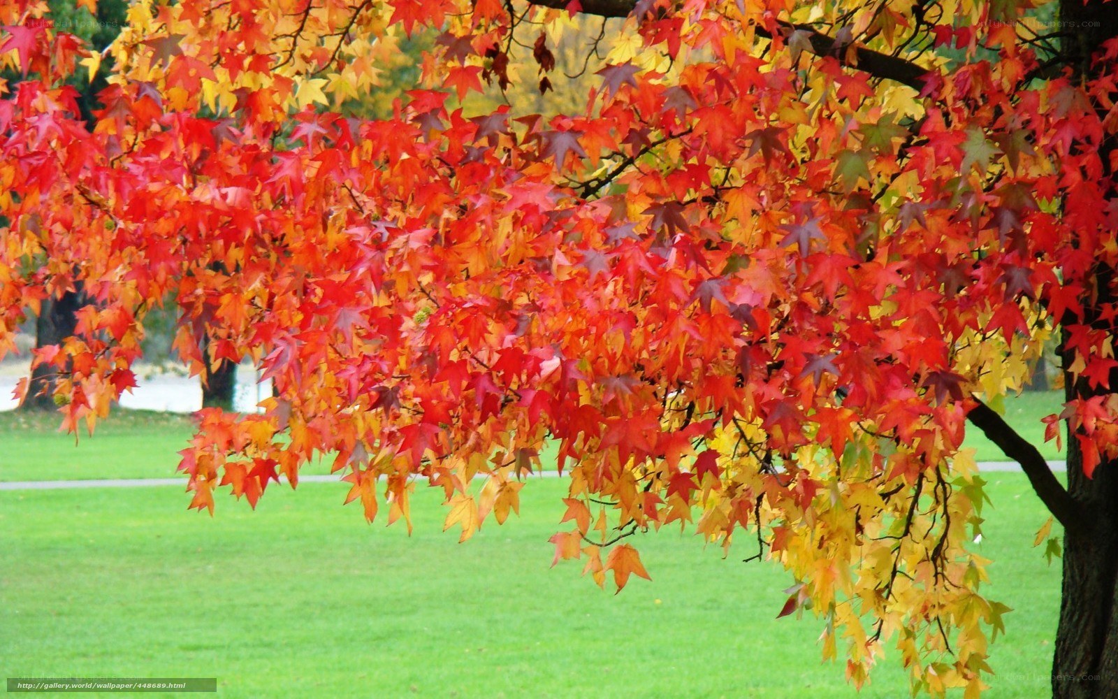 Autumn leaves on a tree