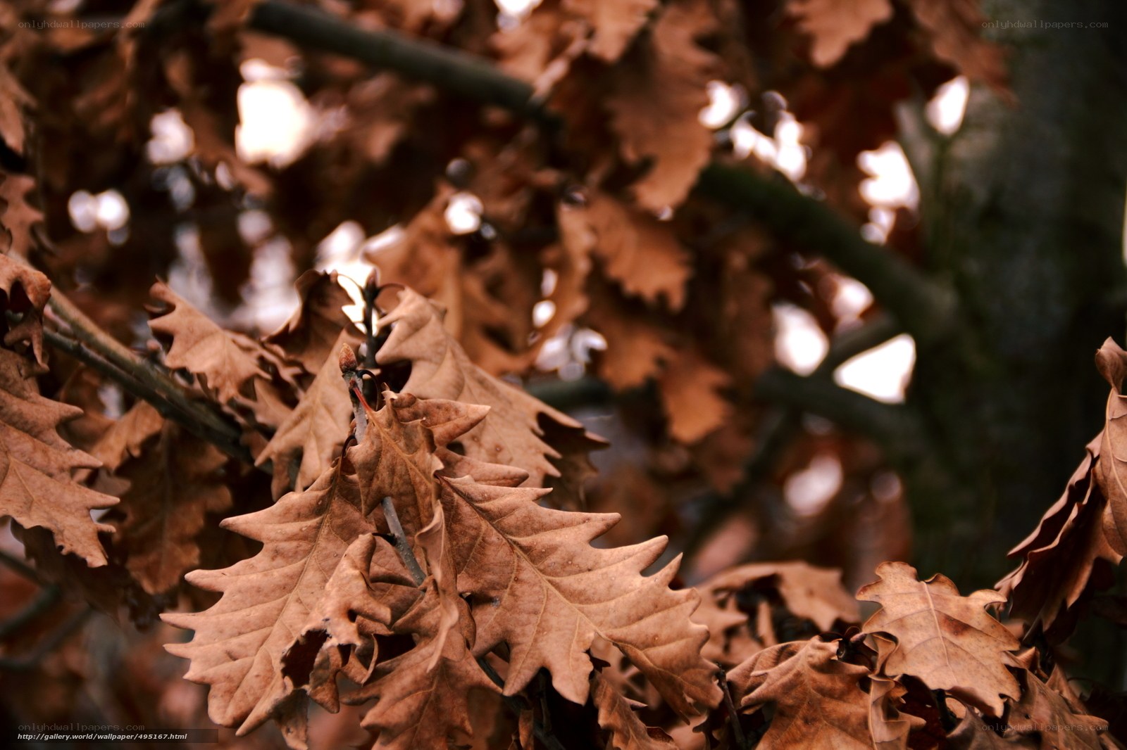 Autumn leaves on a tree