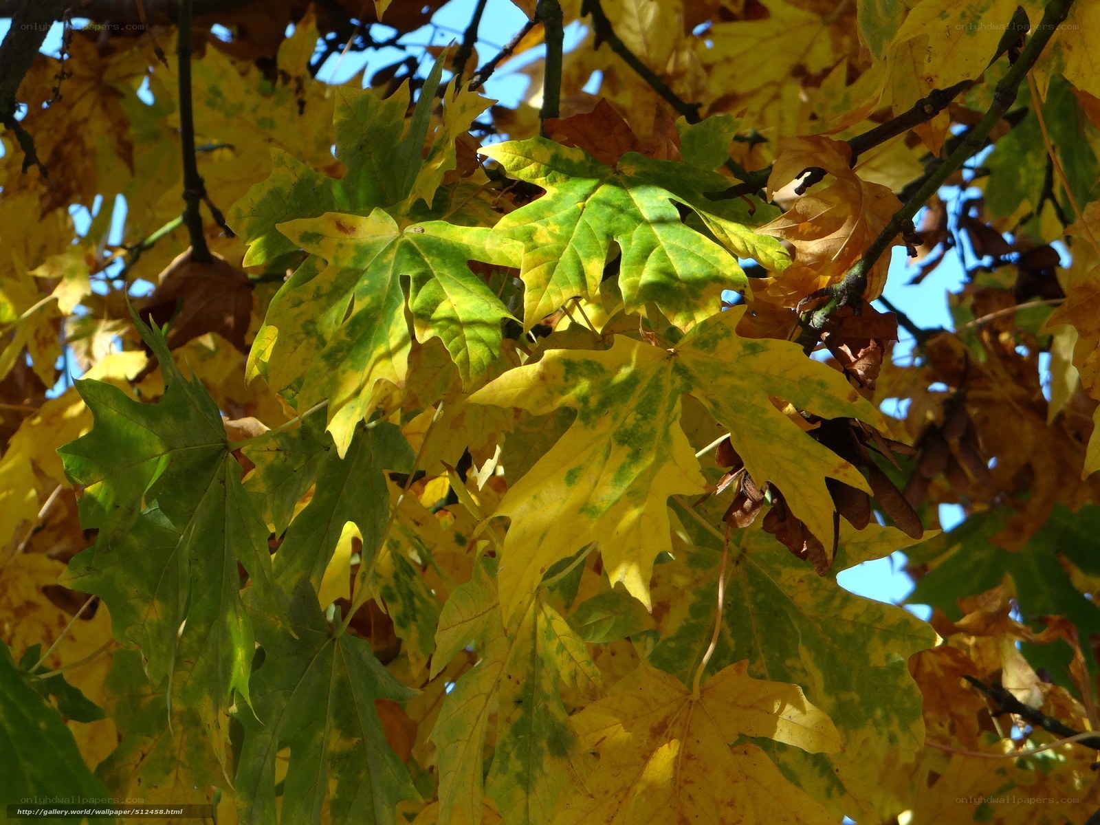 Autumn leaves on a tree