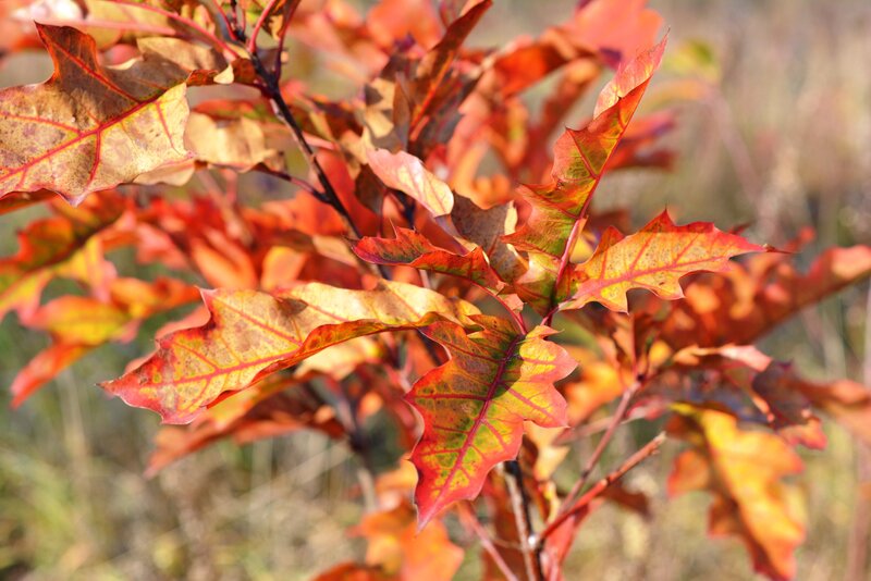 Autumn leaves on a tree branch