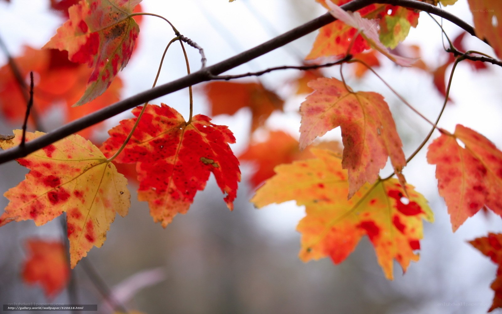 Autumn leaves on a tree branch