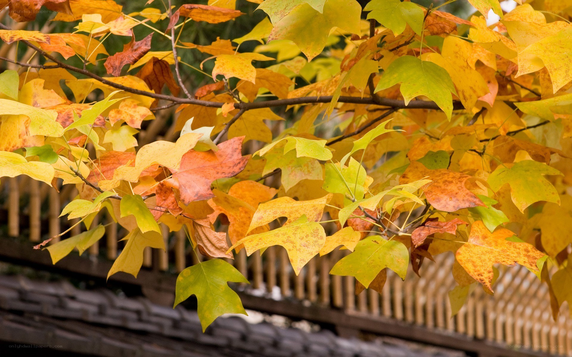 autumn leaves on a tree branch