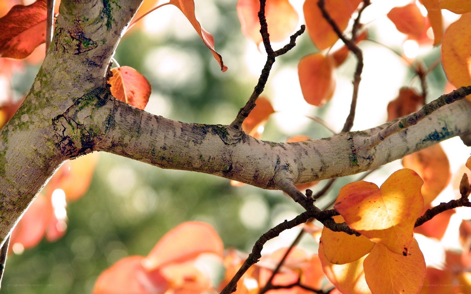 autumn leaves on a tree branch