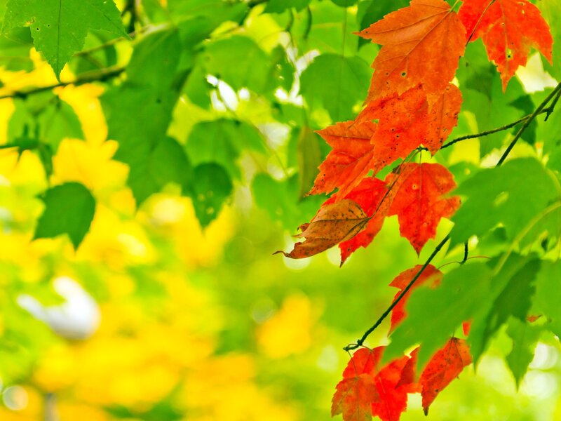 Autumn leaves on a tree branch