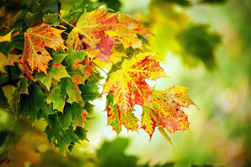 Autumn leaves on a tree branch
