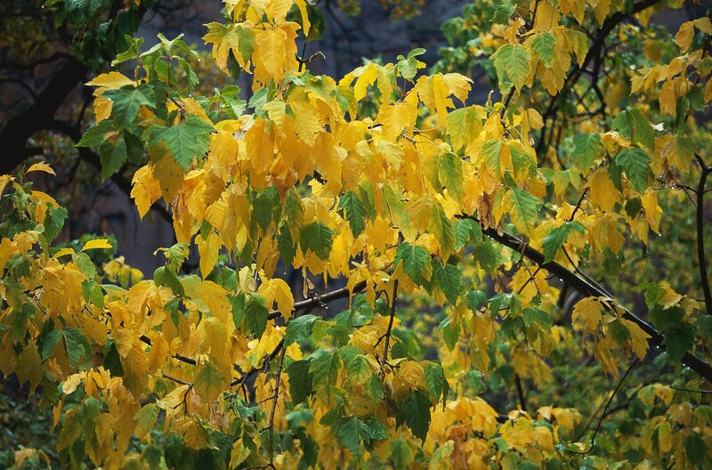 Autumn leaves on a tree branch
