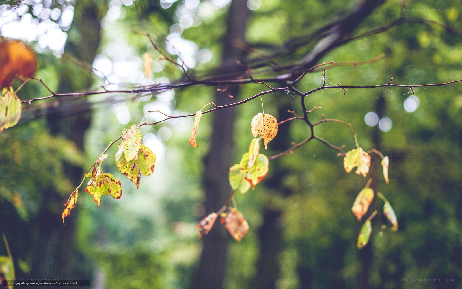 Autumn leaves on a tree branch
