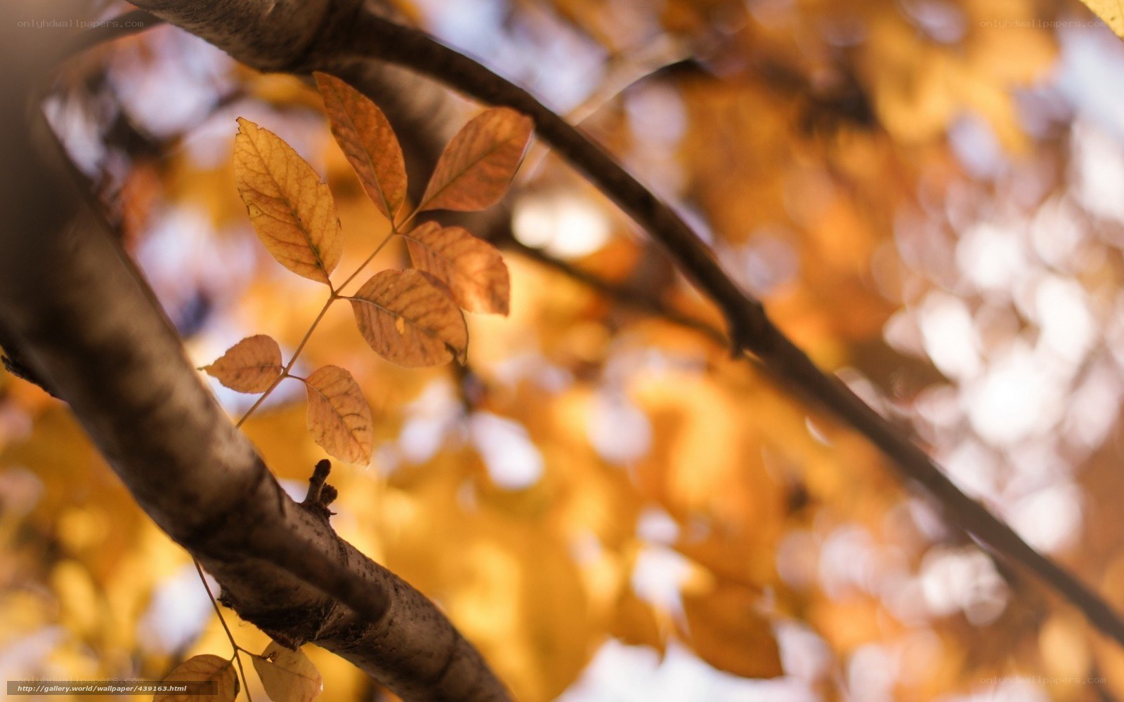Autumn leaves on a tree branch
