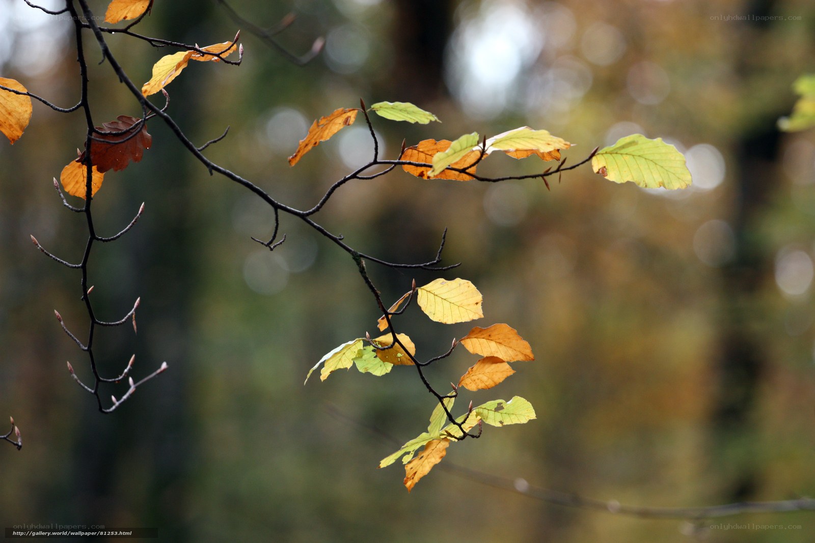 Autumn leaves on a tree branch