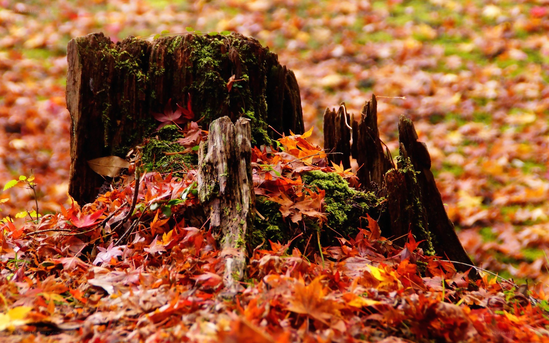 Autumn leaves on a tree stump