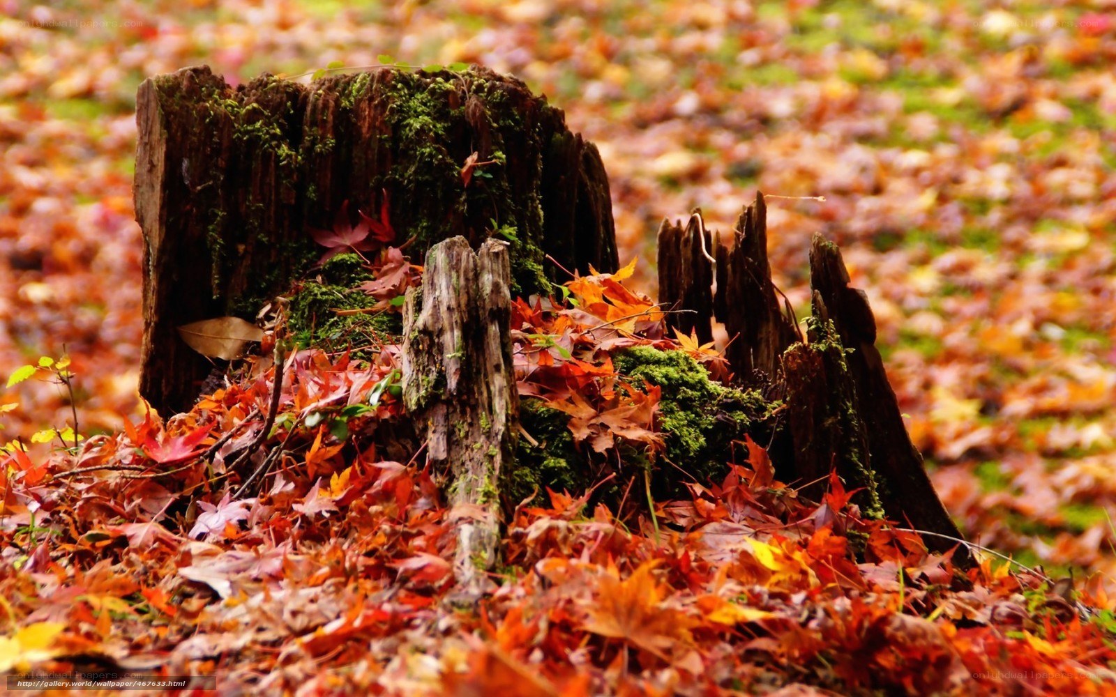Autumn leaves on a tree stump