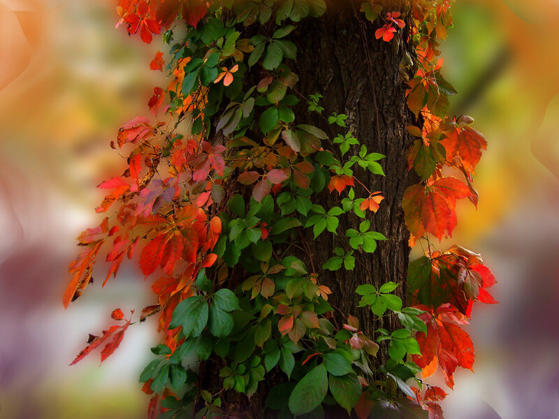 Autumn leaves on a tree trunk
