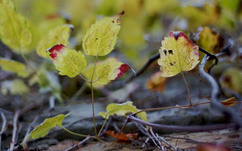 autumn leaves on a vine