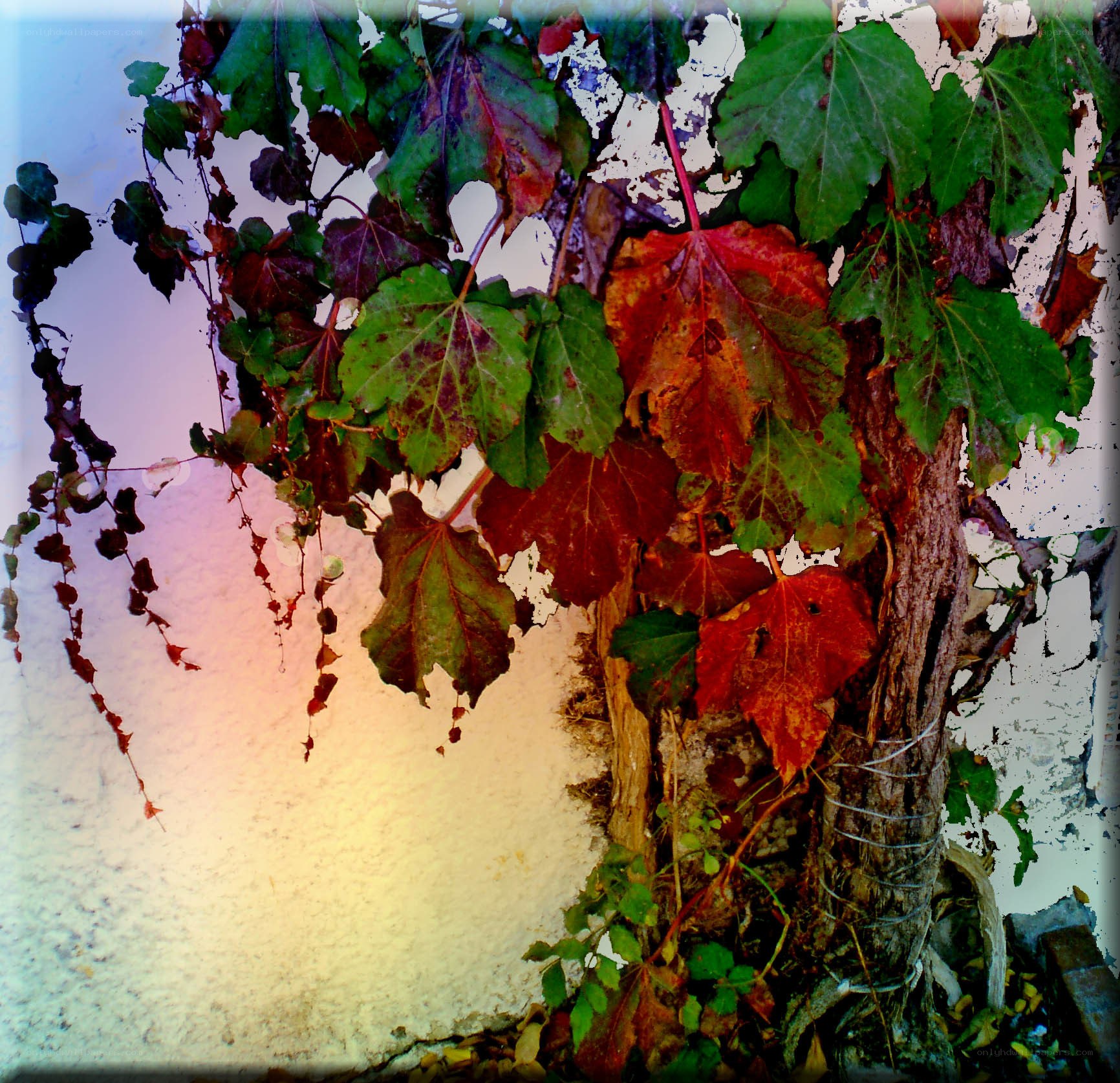 autumn leaves on a wall
