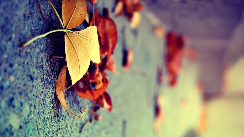 autumn leaves on a wall