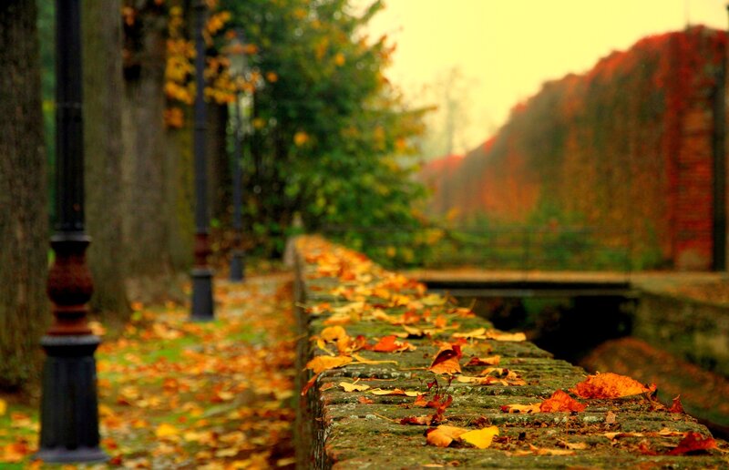 Autumn Leaves on a Wall — Orange
