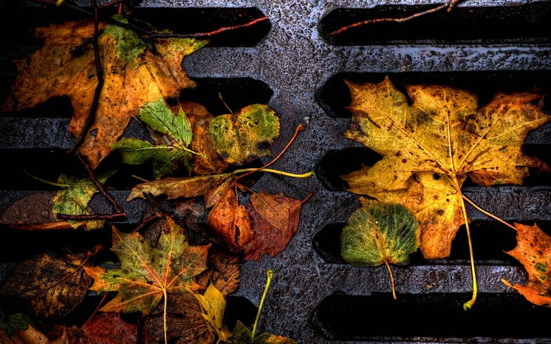 Autumn leaves on a wet grate