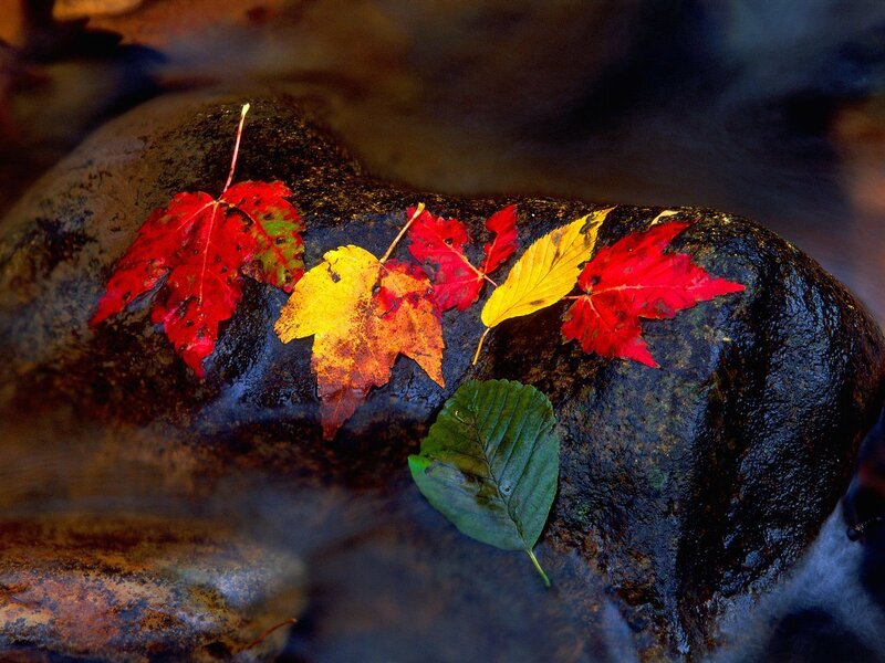 Autumn leaves on a wet rock