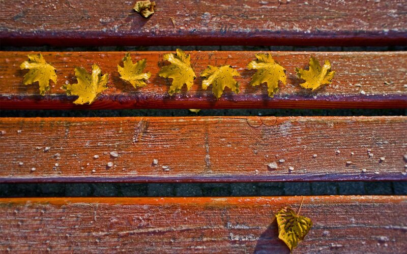 Autumn leaves on a wooden bench