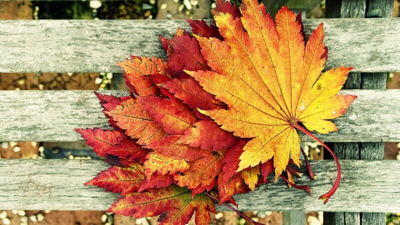 Autumn leaves on a wooden bench