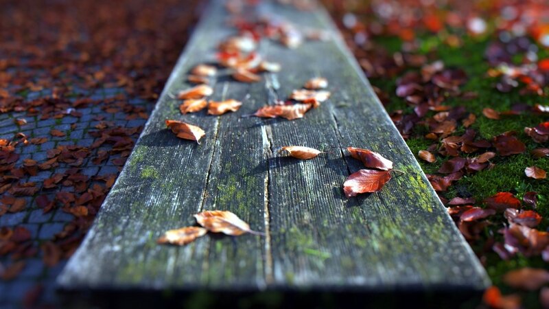 autumn leaves on a wooden bench