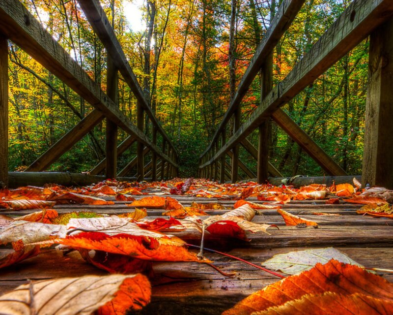 Autumn leaves on a wooden bridge