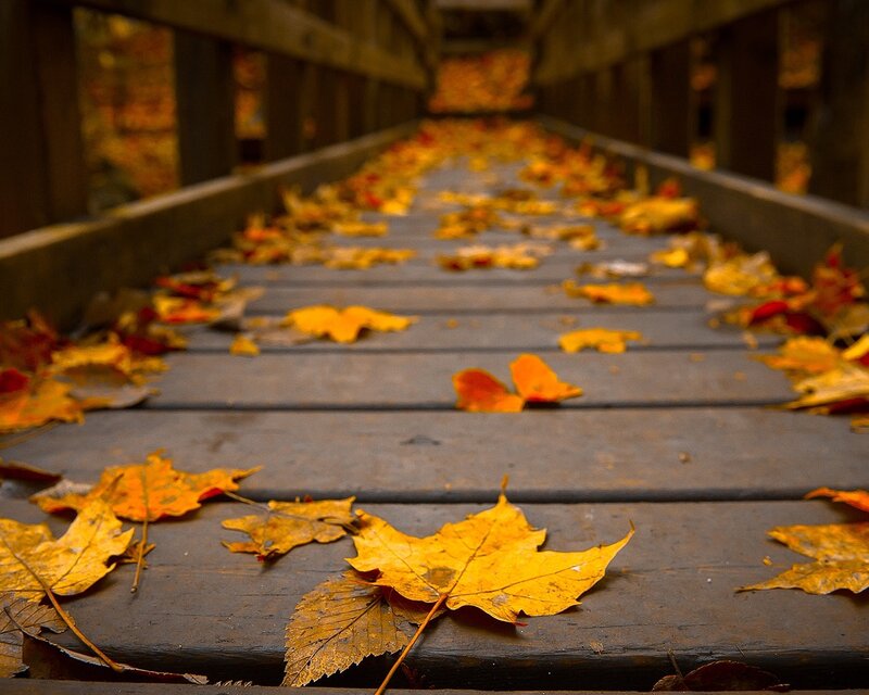 Autumn leaves on a wooden bridge