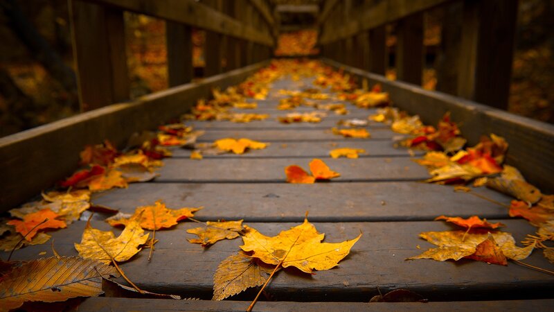 Autumn leaves on a wooden bridge