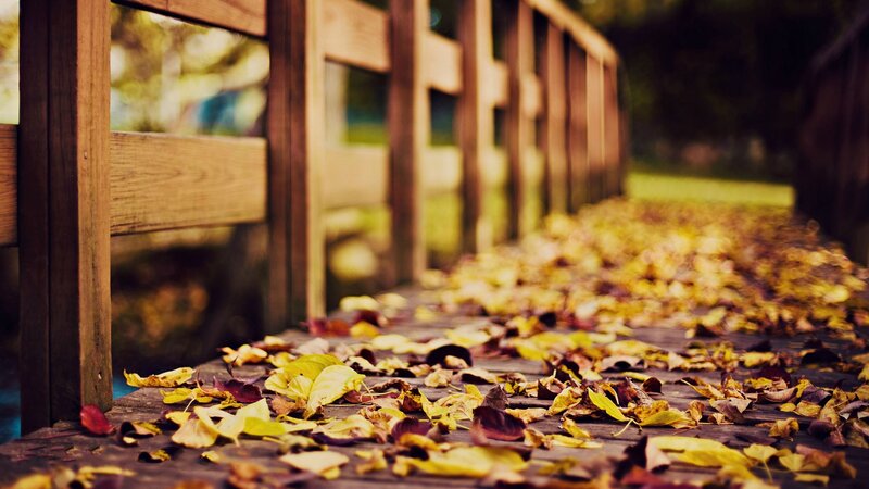 Autumn leaves on a wooden bridge