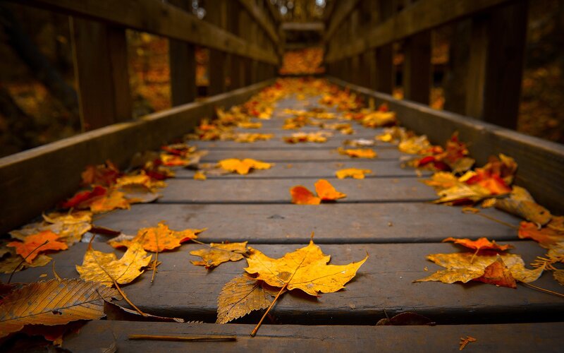Autumn leaves on a wooden bridge
