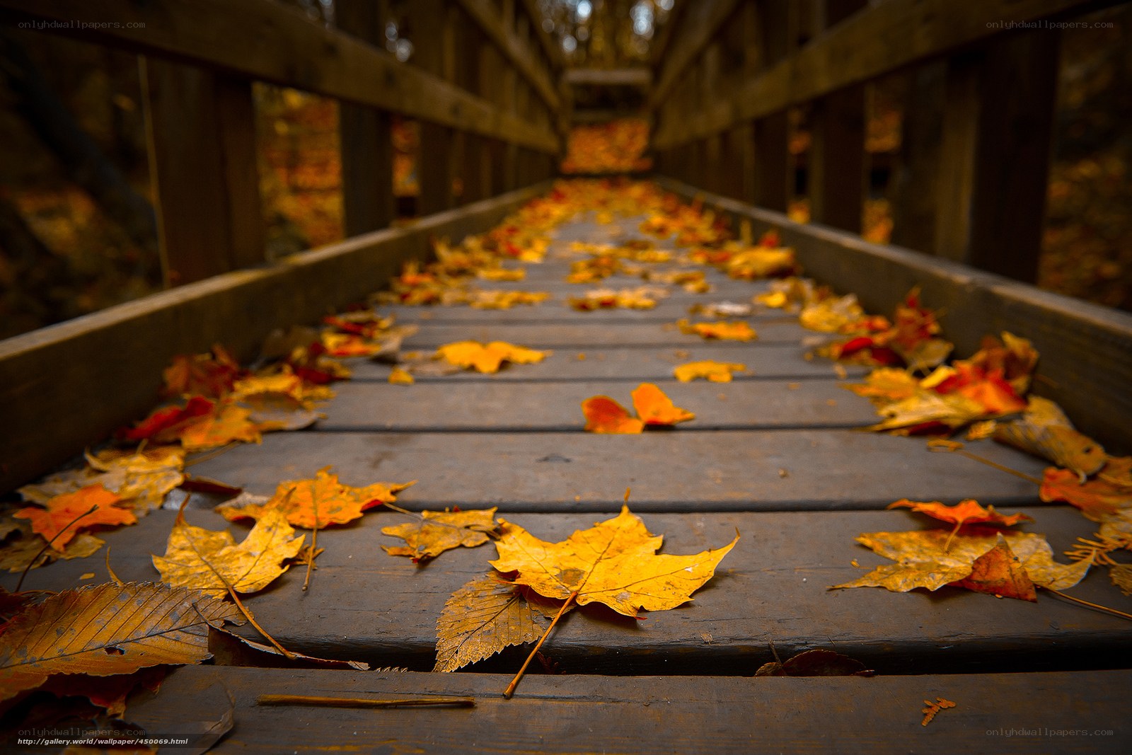 Autumn leaves on a wooden bridge