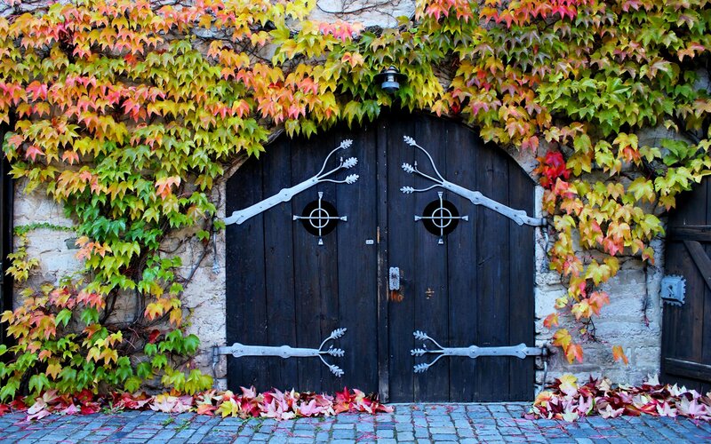 Autumn leaves on a wooden door