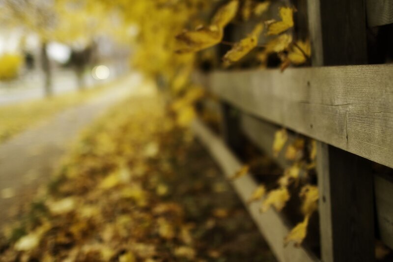 Autumn leaves on a wooden fence