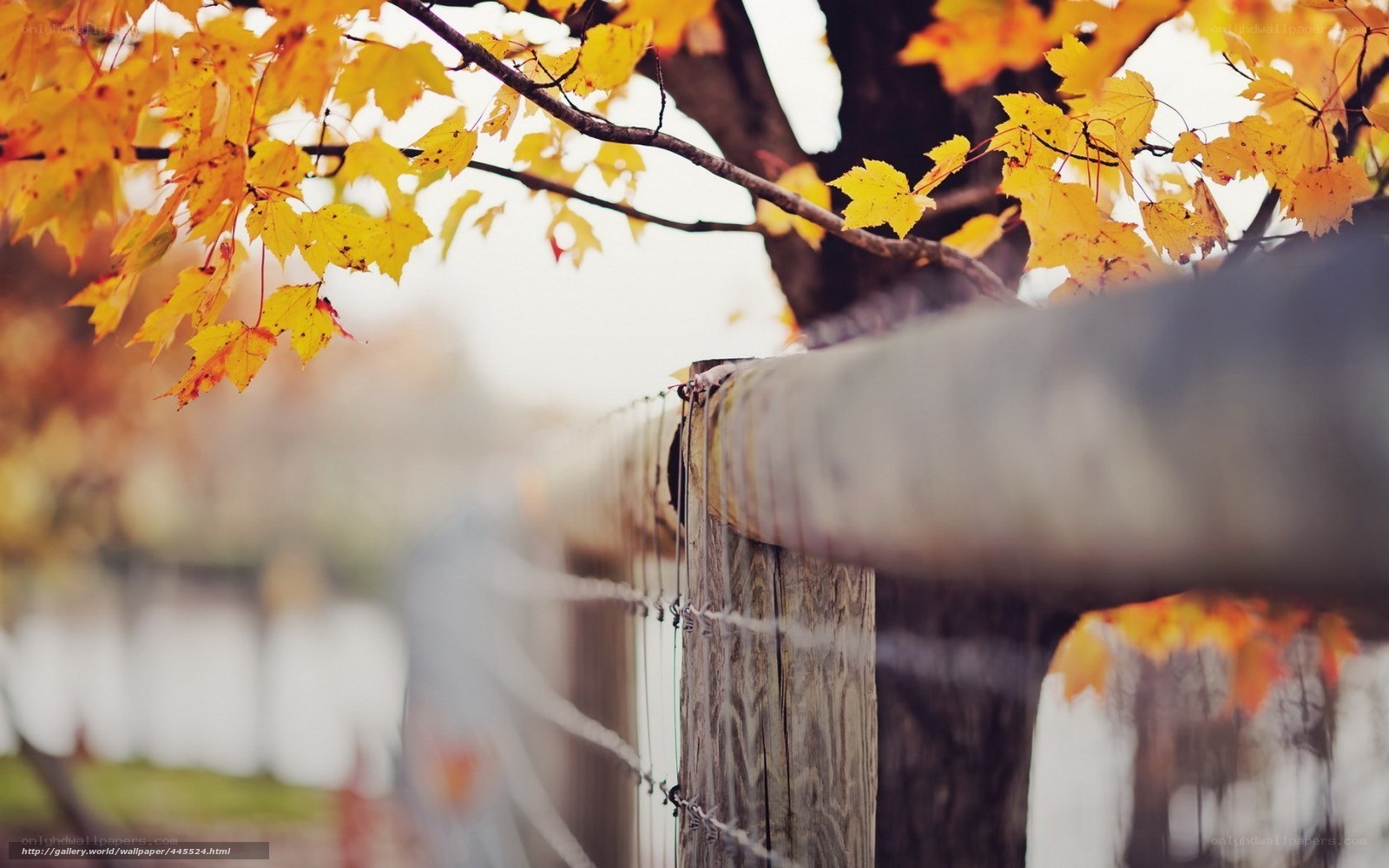 Autumn leaves on a wooden fence