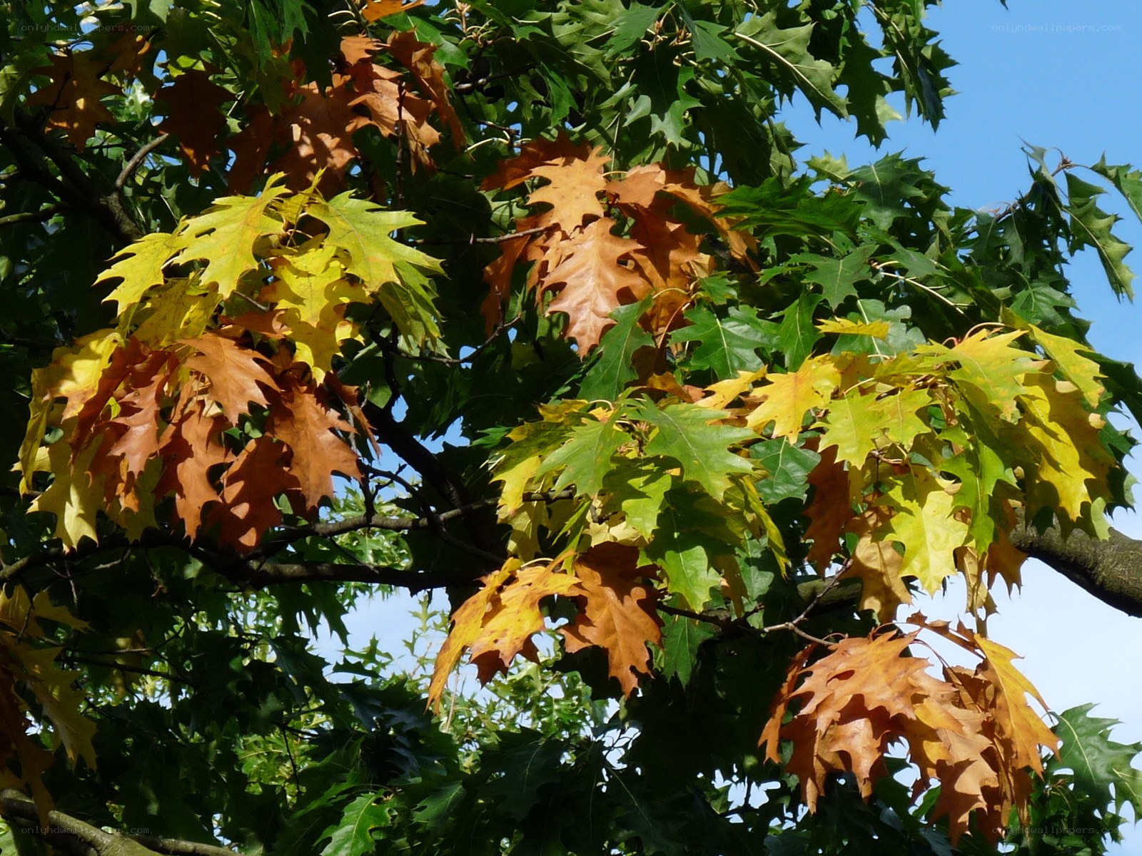 Autumn leaves on an oak tree