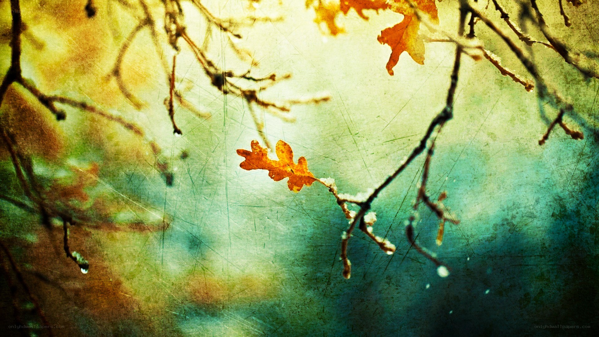 autumn leaves on bare branches