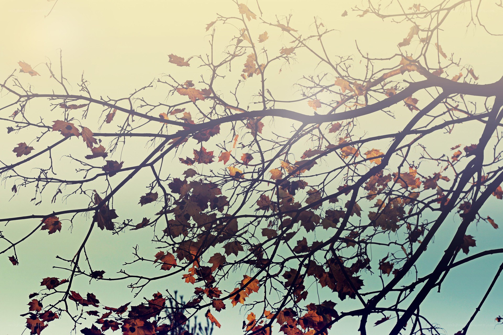 autumn leaves on bare branches