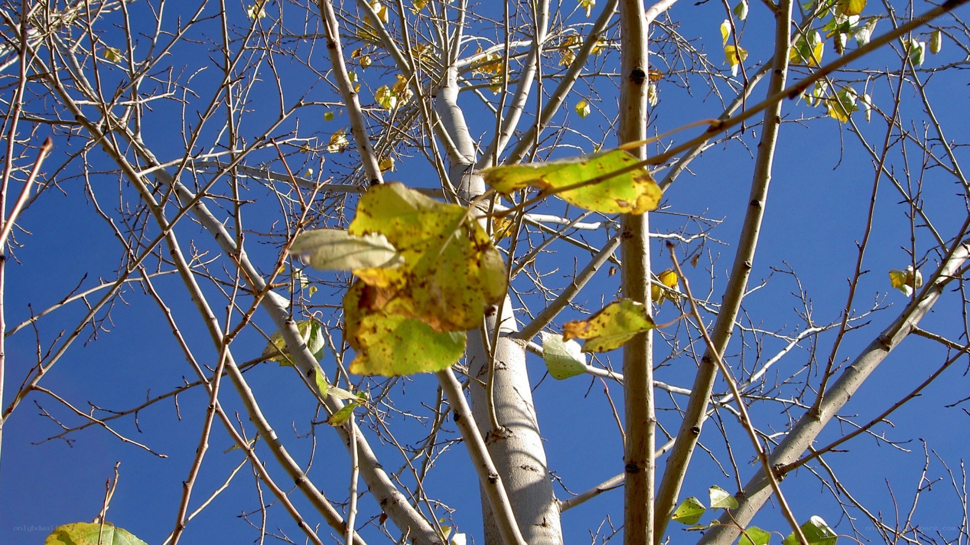 autumn leaves on bare branches