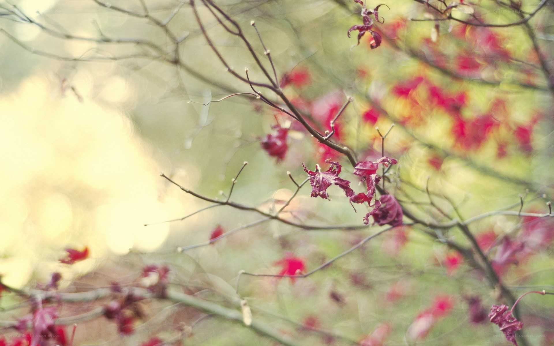 autumn leaves on bare branches
