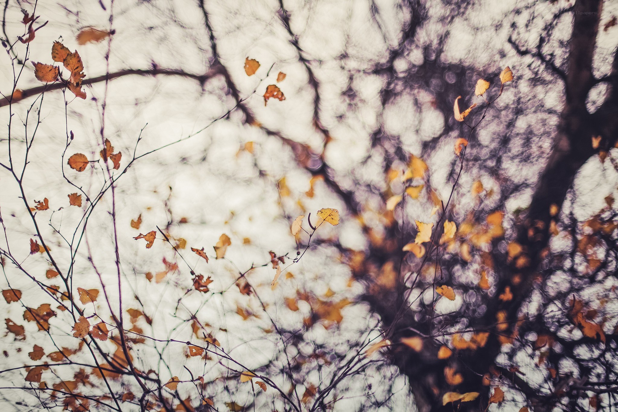 Autumn leaves on bare branches